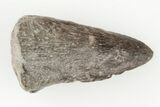Permian Amphibian (Eryops) Fossil Claw - Texas #197356-1